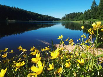 Scenic view of lake and yellow flowers against sky