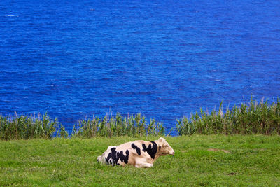 View of a dog on landscape