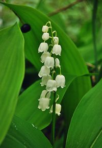 Close-up of white flowers