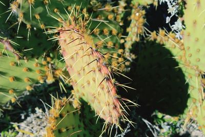 Close-up of cactus plant