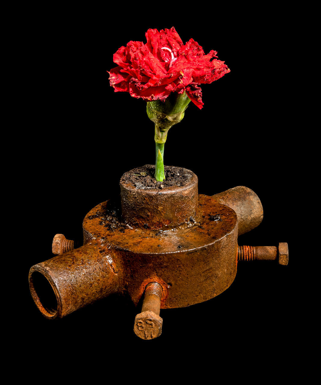 flower, black background, flowering plant, plant, studio shot, nature, still life photography, indoors, beauty in nature, no people, close-up, vase, fragility, cut out, freshness, flower head, red, inflorescence, still life