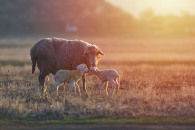 Sheep in a field