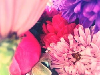 Close-up of pink flowers blooming outdoors