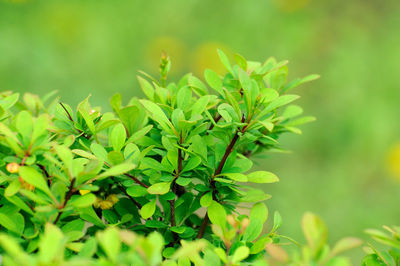 Close-up of plant growing on field