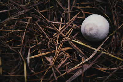 High angle view of eggs in nest