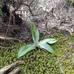 Close-up of plant