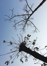 Low angle view of eagle perching on tree against sky