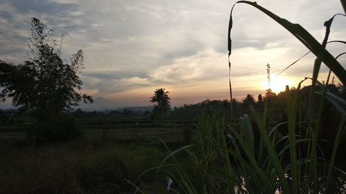 Scenic view of field against sky during sunset