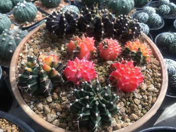 High angle view of succulent plant in pot