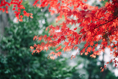 Close-up of autumn tree