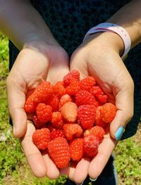  holding strawberries in field