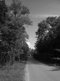 Empty road along trees