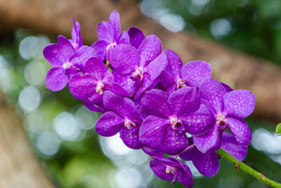 Close-up of purple flowering plant