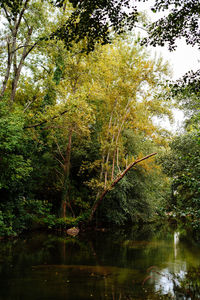 Trees by lake in forest