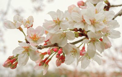 Close-up of cherry blossoms in spring