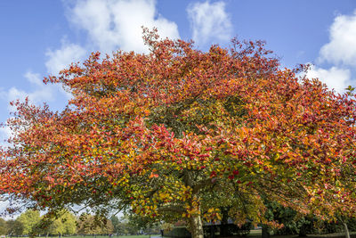 Low angle view of cherry tree against sky