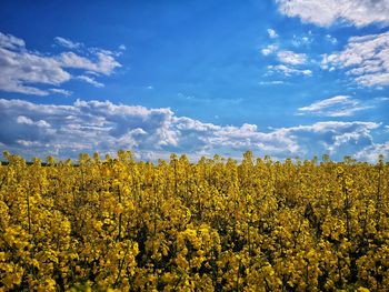 Scenic view of oilseed rape field against sky