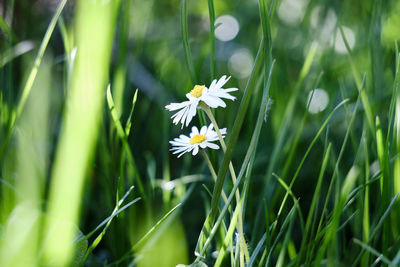 Close-up of white flowering plant on field