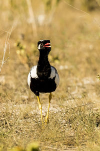 View of bird on field