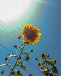 Low angle view of yellow flower against sky