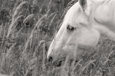 Close-up of a horse on field