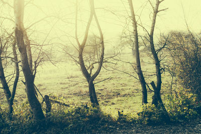 Bare trees on landscape against sky