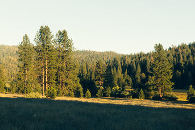 Pine trees in forest against clear sky