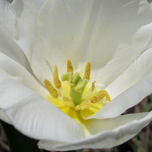 Close-up of white flower