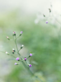 Close-up of pink flowers