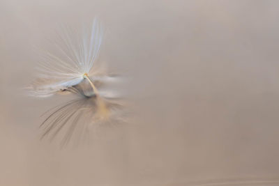 Close-up of dandelion flower