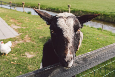 Portrait of a goat on field