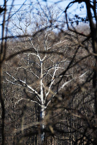 Low angle view of bare trees in forest