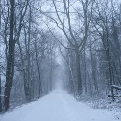 Snow covered road passing through forest