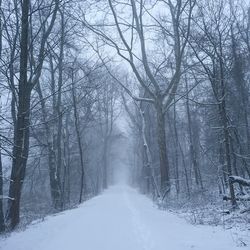 Snow covered trees in forest