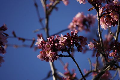 Close-up of cherry blossom against sky