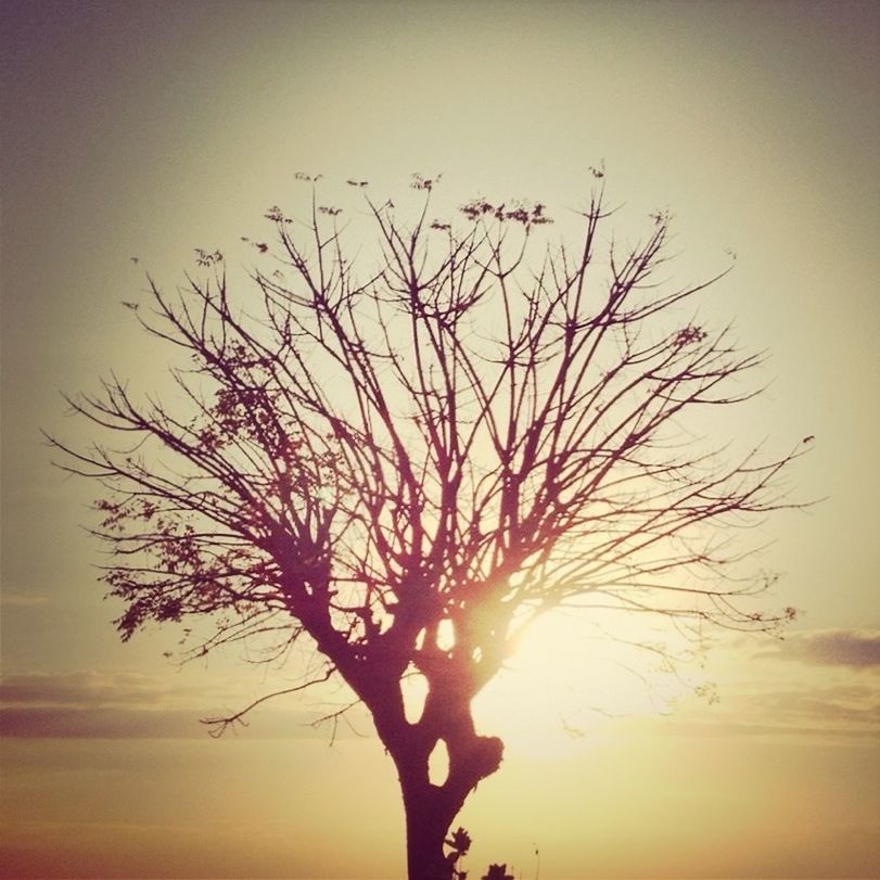 sunset, silhouette, bare tree, tranquility, sun, nature, beauty in nature, sky, tranquil scene, branch, scenics, tree, low angle view, idyllic, clear sky, orange color, outdoors, growth, no people, bird