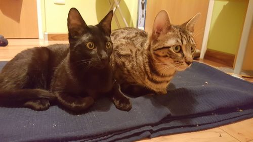 Close-up portrait of cat at home