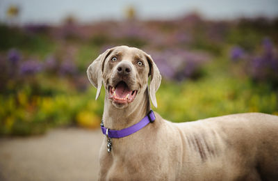 Close-up portrait of weimaraner