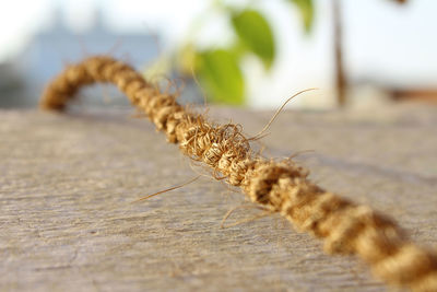 Close-up of insect on table