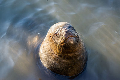 Portrait of sea lion in water