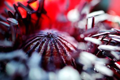 Macro shot of red flowering plant