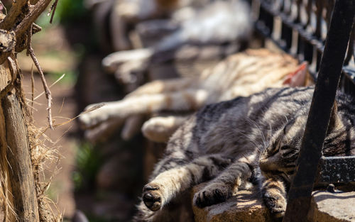 Close-up of a cat