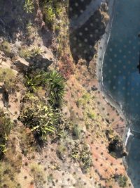 High angle view of trees on land