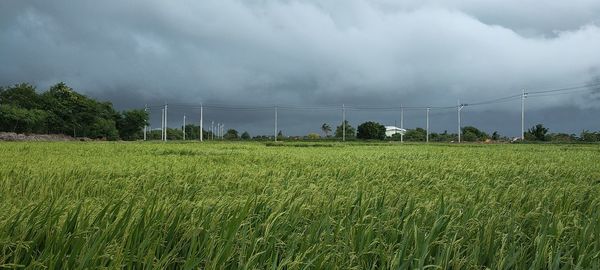 Scenic view of agricultural field against sky