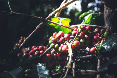 Close-up of berries growing on tree