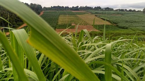 Scenic view of rural landscape