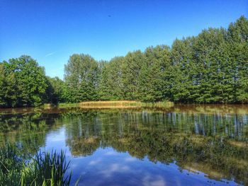 Reflection of trees in calm lake