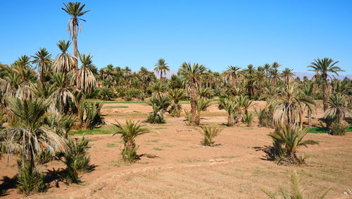 Scenic view of trees on desert against clear sky