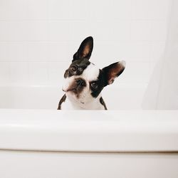 Portrait of dog sitting in tub