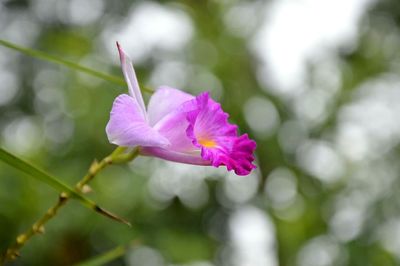 Close-up of flower blooming outdoors